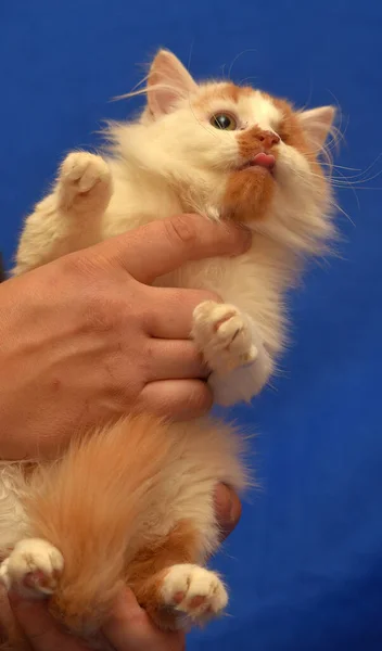 Pequeño Rojo Blanco Gatito Ojo Discapacitado — Foto de Stock