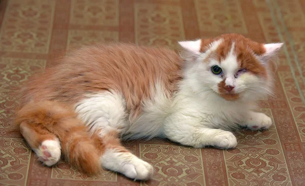 Pequeno Gatinho Vermelho Branco Olho Desativado — Fotografia de Stock