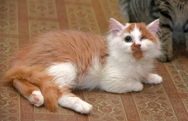 Mały Czerwony Biały Kotek Jednooki Niepełnosprawny — Zdjęcie stockowe