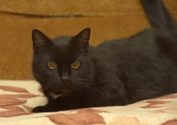 Zwarte Kat Met Een Witte Vlek Borst Ligt Bank — Stockfoto
