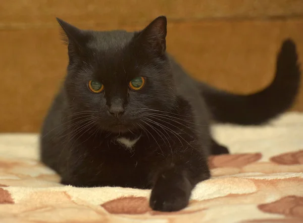 Svart Katt Med Vit Fläck Bröstet Ligger Soffan — Stockfoto