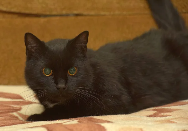 Zwarte Kat Met Een Witte Vlek Borst Ligt Bank — Stockfoto