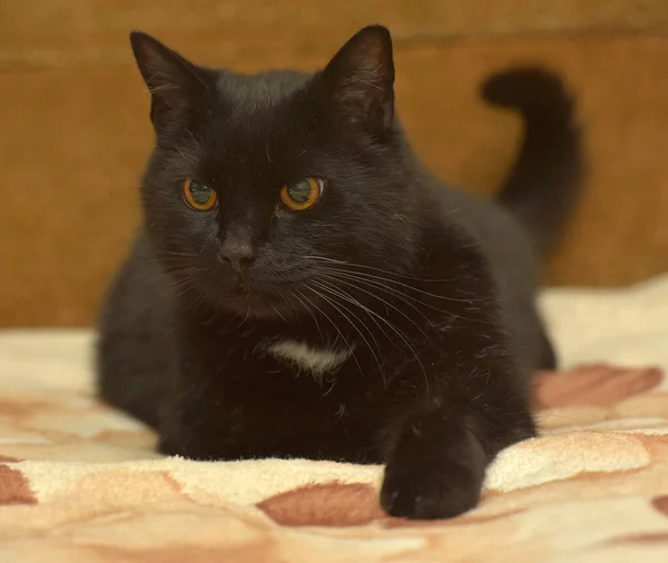 Černá Kočka Bílou Skvrnou Hrudi Leží Gauči — Stock fotografie