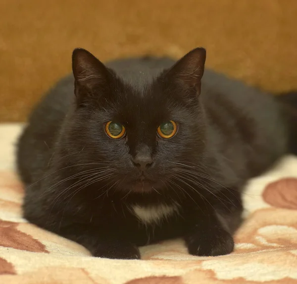 胸に白い斑点のある黒い猫がソファに横たわっています — ストック写真