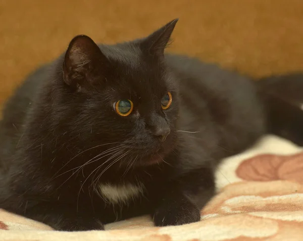 Gato Negro Con Una Mancha Blanca Pecho Encuentra Sofá —  Fotos de Stock