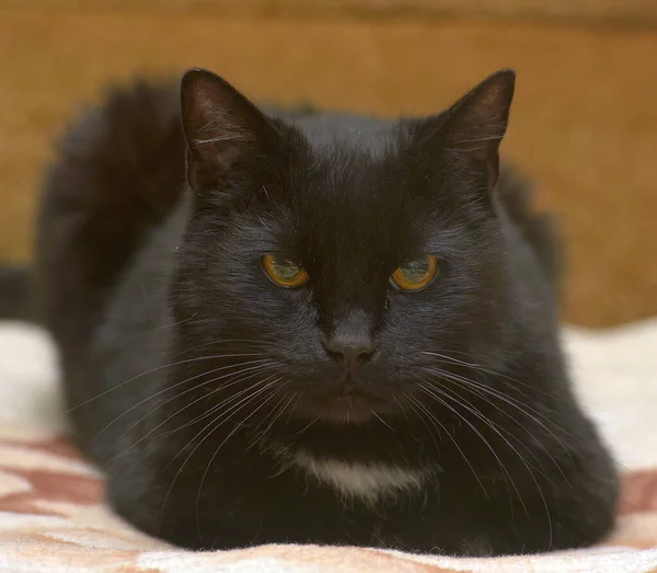 Gato Preto Com Uma Mancha Branca Peito Encontra Sofá — Fotografia de Stock