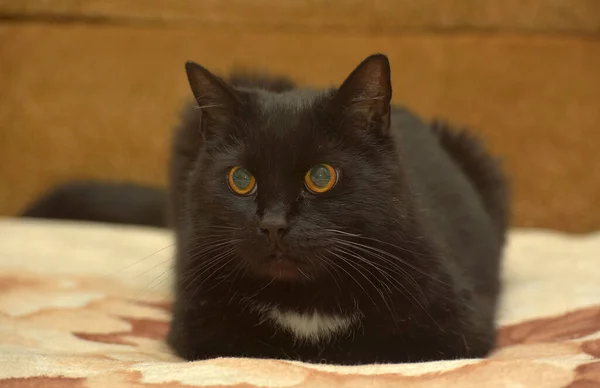 Göğsünde Beyaz Bir Leke Olan Siyah Kedi Kanepede Yatıyor — Stok fotoğraf