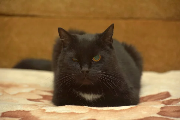 Gato Negro Con Una Mancha Blanca Pecho Encuentra Sofá — Foto de Stock