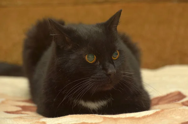 Gato Negro Con Una Mancha Blanca Pecho Encuentra Sofá — Foto de Stock