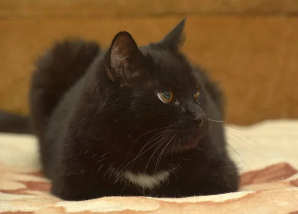 Göğsünde Beyaz Bir Leke Olan Siyah Kedi Kanepede Yatıyor — Stok fotoğraf