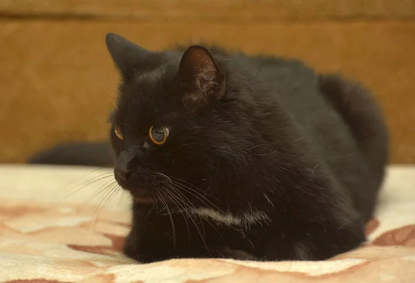 Göğsünde Beyaz Bir Leke Olan Siyah Kedi Kanepede Yatıyor — Stok fotoğraf