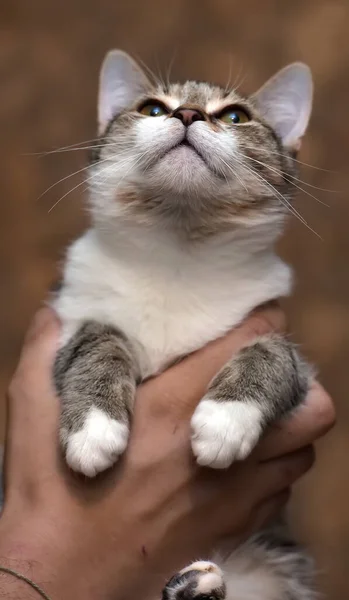 Mignon Jeune Rayé Avec Chat Blanc Dans Les Mains — Photo