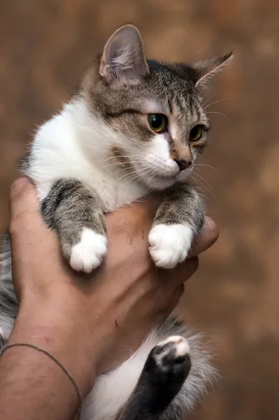 Carino Giovane Strisce Con Gatto Bianco Mano — Foto Stock