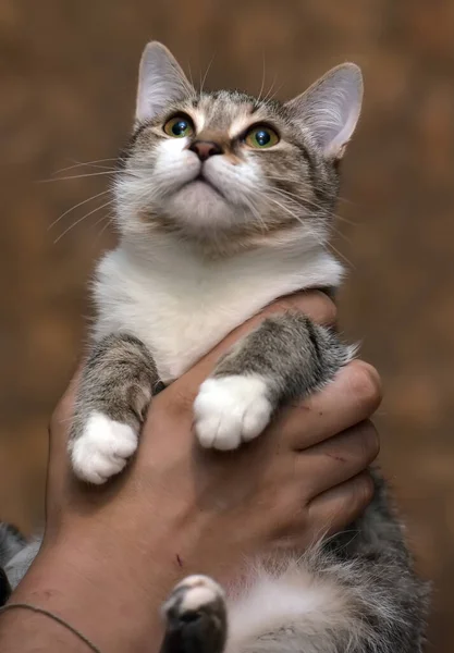 Carino Giovane Strisce Con Gatto Bianco Mano — Foto Stock