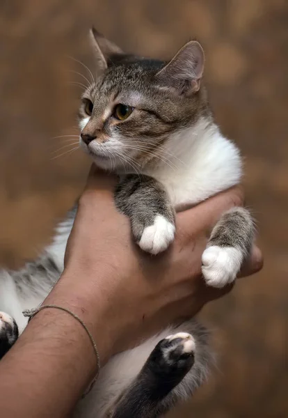 Söt Ung Randig Med Vit Katt Händerna — Stockfoto