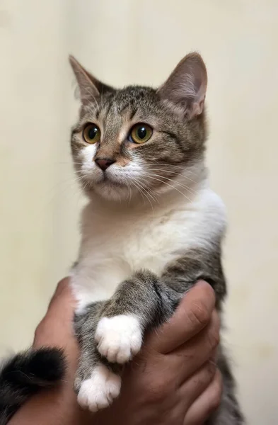 Mignon Jeune Rayé Avec Chat Blanc Dans Les Mains — Photo