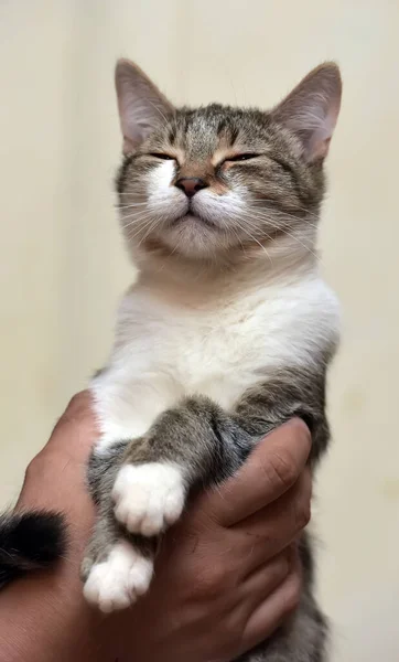 Bonito Jovem Listrado Com Branco Gato Mãos — Fotografia de Stock