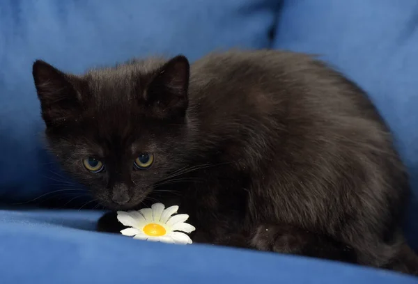 Cute Black Fluffy Kitten Blue Background — Stock Photo, Image