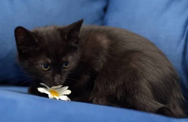 Niedliches Schwarzes Flauschiges Kätzchen Auf Blauem Hintergrund — Stockfoto