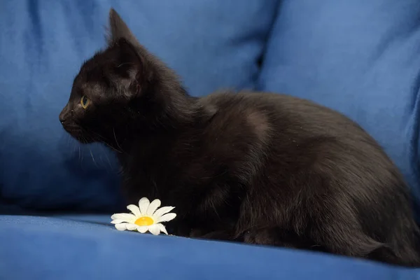 Bonito Preto Fofo Gatinho Azul Fundo — Fotografia de Stock