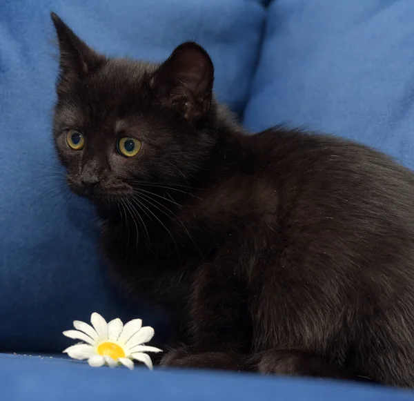 Bonito Preto Fofo Gatinho Azul Fundo — Fotografia de Stock