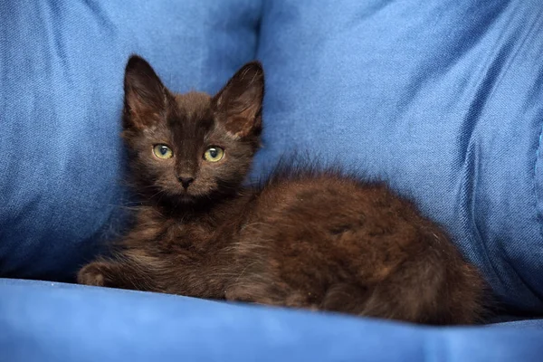 Cute Black Fluffy Kitten Blue Background — Stock Photo, Image