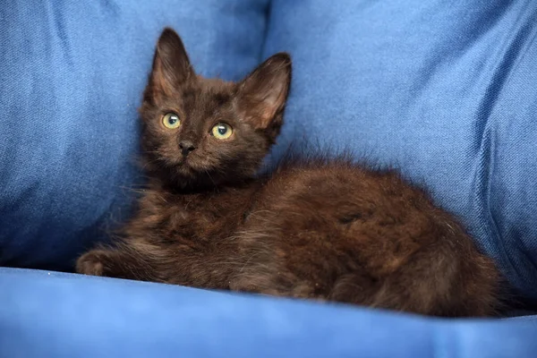 蓝色背景的可爱的黑色绒毛小猫 — 图库照片