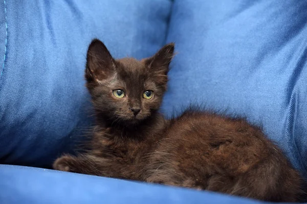 蓝色背景的可爱的黑色绒毛小猫 — 图库照片
