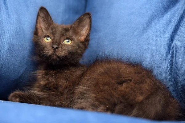 Carino Nero Morbido Gattino Sfondo Blu — Foto Stock