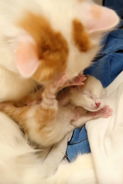 Pequeño Recién Nacido Rojo Blanco Gatito Con Gato Mamá —  Fotos de Stock