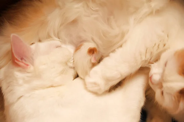 Small Newborn Red White Kitten Cat Mom — Stock Photo, Image