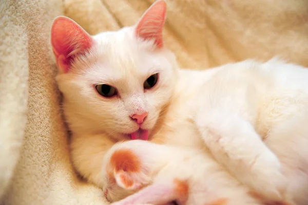 Kis Újszülött Piros Fehér Cica Egy Macska Anya — Stock Fotó