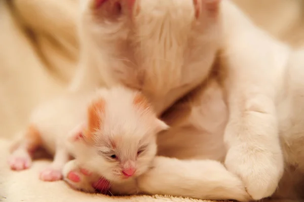 幼小的新生红白相间的小猫 妈妈是猫 — 图库照片