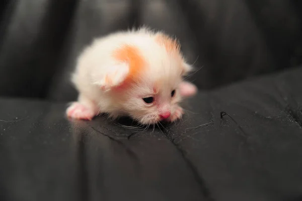 Pequeno Recém Nascido Vermelho Com Foto Gatinho Branco — Fotografia de Stock