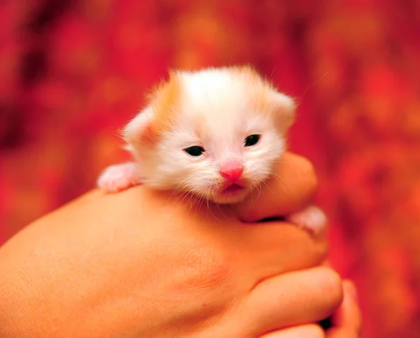 Kleine Pasgeboren Rood Met Witte Kitten Foto — Stockfoto