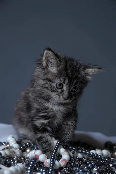 Αξιολάτρευτο Εβδομάδων Μαύρο Ασημένιο Τάμπι Μέιν Ρακούν Γάτα Γατάκι — Φωτογραφία Αρχείου