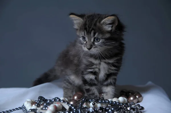 Uroczy Tydzień Stary Czarny Srebro Tabby Maine Szop Kot Kotek — Zdjęcie stockowe