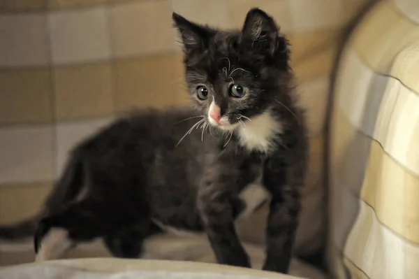 Chaton Noir Avec Des Taches Blanches Assis Sur Canapé — Photo