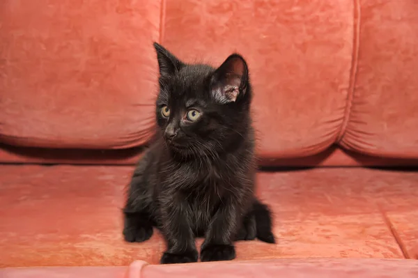 Pequeno Preto Com Olhos Azuis Gatinho Perto — Fotografia de Stock