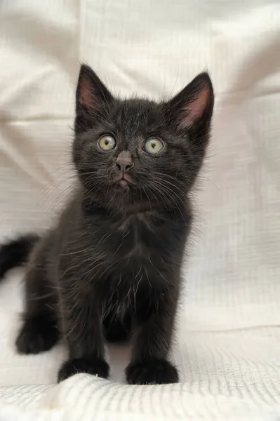 Pequeno Preto Com Olhos Azuis Gatinho Perto — Fotografia de Stock