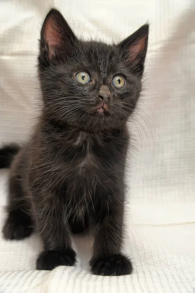 Small Black Blue Eyes Kitten Close — Stock Photo, Image