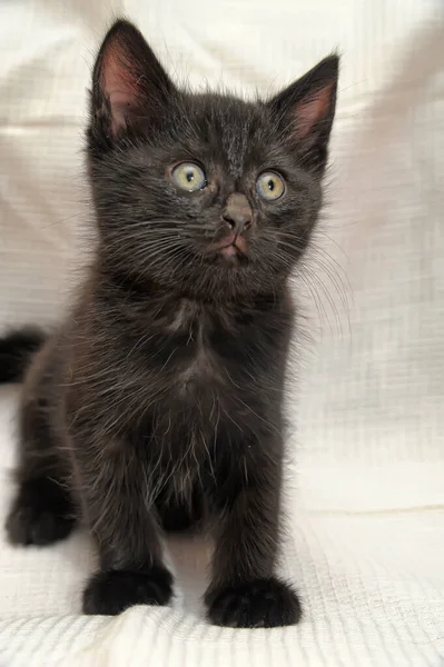 Pequeno Preto Com Olhos Azuis Gatinho Perto — Fotografia de Stock