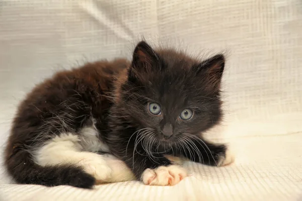 Gatito Negro Con Manchas Blancas Sentado Sofá — Foto de Stock