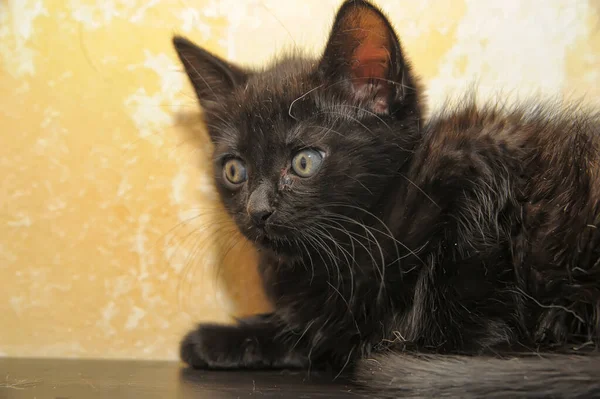 Malá Černá Modrýma Očima Kotě Zblízka — Stock fotografie