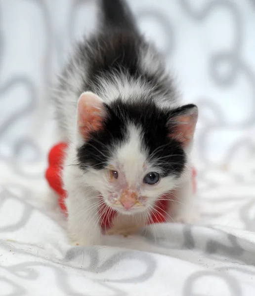 Mały Kotek Chorymi Oczami Schronisku Czerwonym Kwiatem — Zdjęcie stockowe