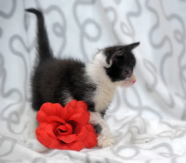 Little Kitten Sick Eyes Shelter Red Flower — Stock Photo, Image