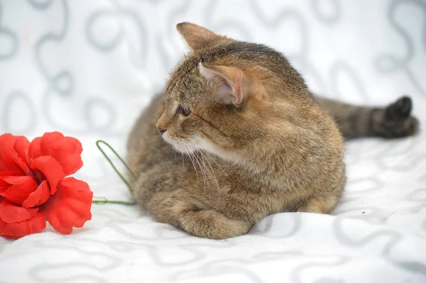 Braune Und Weiße Katze Auf Hellem Hintergrund Und Roter Blume — Stockfoto