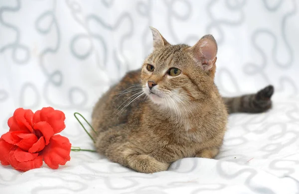 浅色底色和红色花朵上的褐色和白色猫 — 图库照片