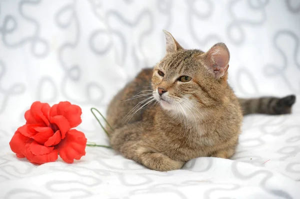 Braune Und Weiße Katze Auf Hellem Hintergrund Und Roter Blume — Stockfoto