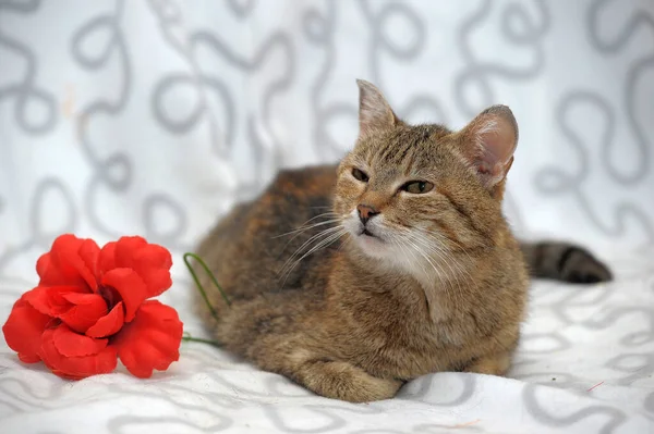 明るい背景に茶色と白の猫と赤い花 — ストック写真